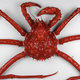 Image for article titled The giant crab invasion of Antarctica has begun